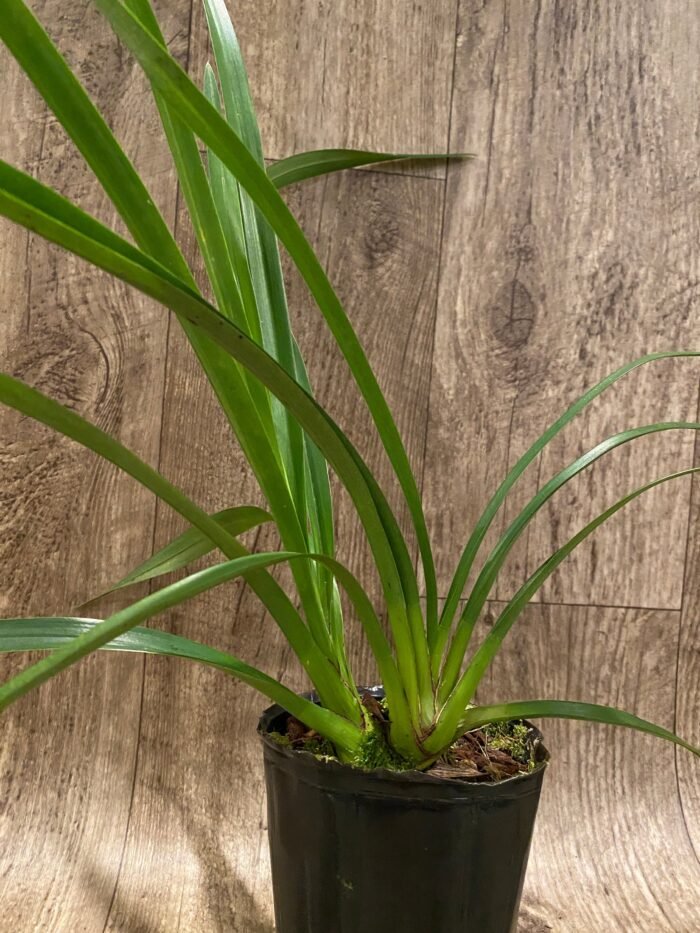 Cymbidium Eastern Wind ‘Emerald’ (4” Pot) - Image 2