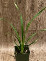 Cymbidium Suan Luang ‘Black Lip’ x Cotton Bud + davanum (3.5” pot)