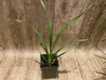Cymbidium Suan Luang ‘Black Lip’ x Cotton Bud + davanum (3.5” pot) - Image 2