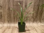 Cymbidium Suan Luang ‘Black Lip’ x Cotton Bud + davanum (3.5” pot) - Image 3