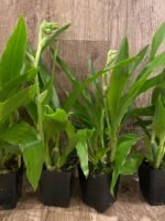 In Spike - Zygopetalum Advance Australia AMAOS Fragrant (3.5” pot) - Image 5