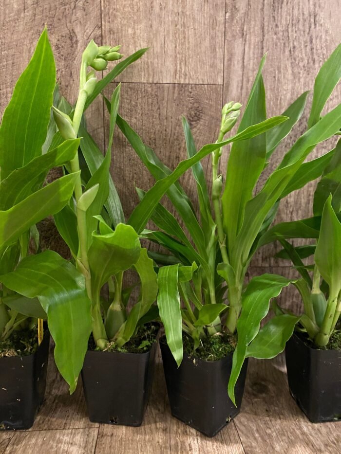 In Spike - Zygopetalum Advance Australia AMAOS Fragrant (3.5” pot) - Image 5