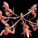 Bulbophyllum cornu-cervi (3” Pot)