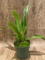 Phrag. Sedenii (longifolium x schlimii) 2 Growths (4.5" pot) - Image 2