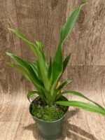 Phrag. Sedenii (longifolium x schlimii) 2 Growths (4.5" pot) - Image 3