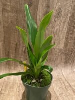 Phrag. Sedenii (longifolium x schlimii) 2 Growths (4.5" pot) - Image 4