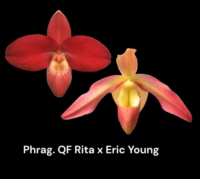 In Spike/Bud - Phrag. QF Kealohaikea (QF Rita × Eric young) (4.5" pot) - Image 1