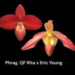 In Spike - Phrag. QF Kealohaikea (QF Rita × Eric young) (4.5" pot)