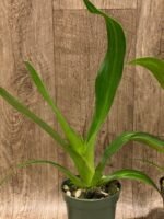 Phrag. QF Angel Wings (Incan Treasure × Grande) (4.5" pot) - Image 5