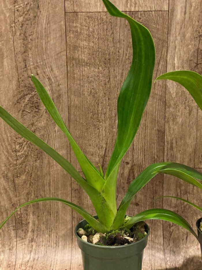 Phrag. QF Angel Wings (Incan Treasure × Grande) (4.5" pot) - Image 5