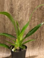 Phrag. QF Angel Wings (Incan Treasure × Grande) (4.5" pot) - Image 6