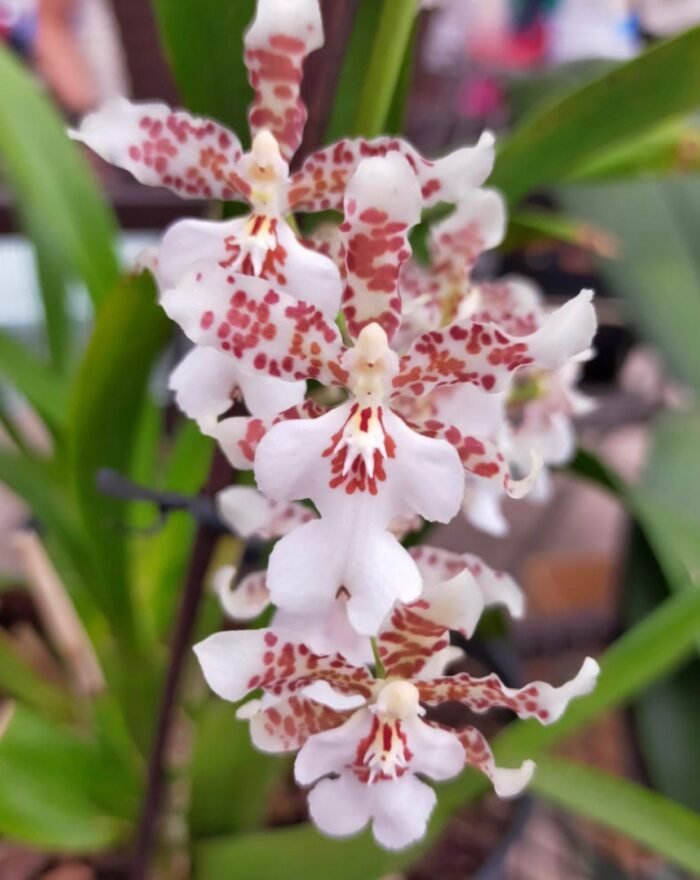IN SPIKE Oncidium Speckle Spire 'Snowflake' (3.5” pot) - Image 2