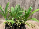 IN SPIKE Sale Fragrant Cycnodes Taiwan Gold ‘Orange’ (2” pot) - Image 5