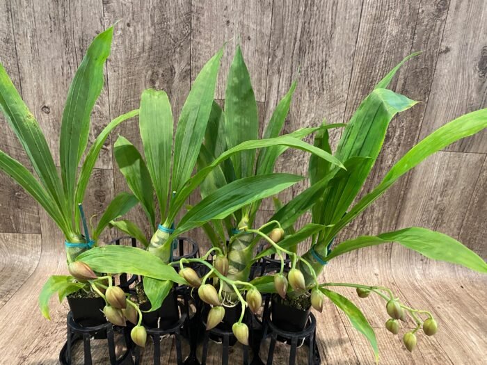 IN SPIKE Sale Fragrant Cycnodes Taiwan Gold ‘Orange’ (2” pot) - Image 5