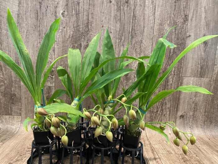 IN SPIKE Sale Fragrant Cycnodes Taiwan Gold ‘Orange’ (2” pot) - Image 6