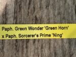 IN SPIKE Paph. Green Wonder 'Green Horn' × Paph. Sorcerer's Prime 'Ning'' (3.5' pot) - Image 5