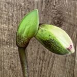 IN SPIKE Paph. Aladdin 'Black Magic' x Paph. Hagrid's Mark 'The Best' (3.5' pot)