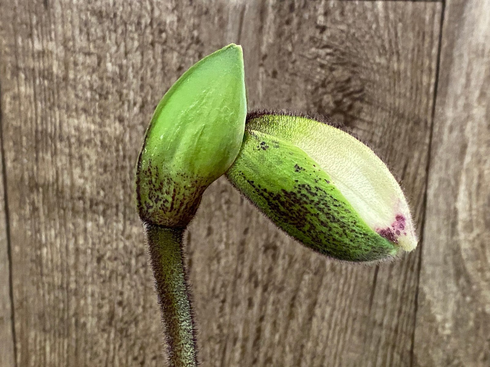 il_fullxfull.5630424949_iszv.jpg IN SPIKE Paph. Aladdin 'Black Magic' x Paph. Hagrid's Mark 'The Best' (3.5' pot) - Image 1