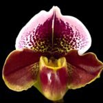 In Spike Paph. Winston Churchill 'Indomitabie' FCC/AOS x Paph. Jaeger 'Jackpot’ (3.5' pot)