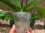 Double Spikes Fragrant  Phalaenopsis I-Hsin Yellow Moon (3.5" pot) - Image 8