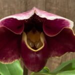 In Spike Paph. Thunder Cat 'Power House' × Paph. Jenne's Charm 'Fire Bird' + 1 New Growth (3.5” Pot)