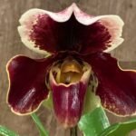 IN SPIKE Paph. Complex with 3 New Growths (Germany crosses) (3.5' pot)