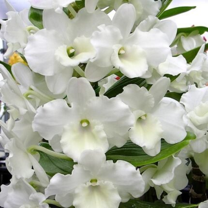 In Bloom/ Buds Dendrobium Tianmu Plain Botan (3.5” pot)