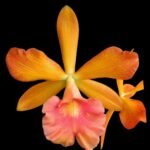 Yamadara Redland Sunset (3.5” Pot)