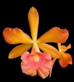 Yamadara Redland Sunset (3.5” Pot)