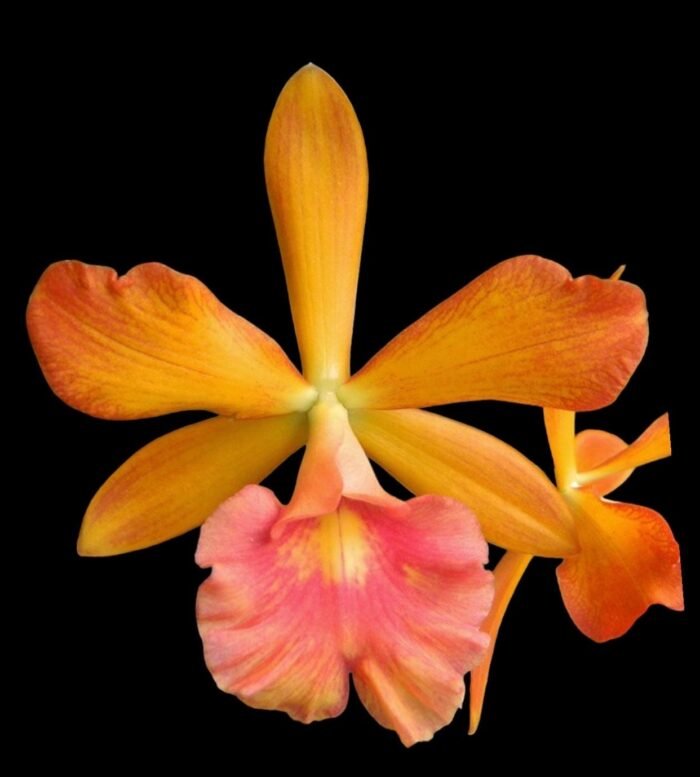 Yamadara Redland Sunset (3.5” Pot) - Image 1
