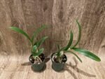 Yamadara Redland Sunset (3.5” Pot) - Image 5
