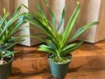 IN SPIKE - Phrag. Sedenii (longifolium x schlimii) (4.5" pot) - Image 4