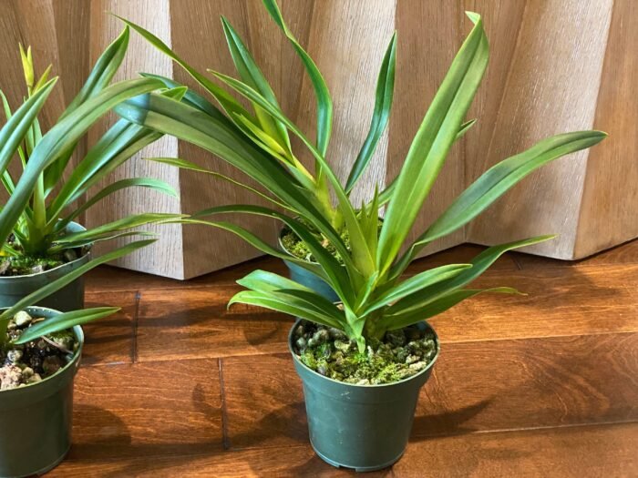 IN SPIKE  - Phrag. Sedenii (longifolium x schlimii) (4.5" pot) - Image 4