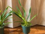 IN SPIKE - Phrag. Sedenii (longifolium x schlimii) (4.5" pot) - Image 6