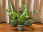 Blooming Size - Phrag. Acker’s Fu Manchu (Twilight x caudatum) (4.5" pot) - Image 2