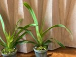 Blooming Size - Phrag. Acker’s Fu Manchu (Twilight x caudatum) (4.5" pot) - Image 6
