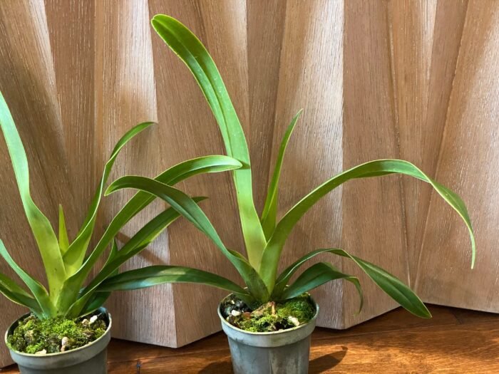 Blooming Size - Phrag. Acker’s Fu Manchu (Twilight x caudatum) (4.5" pot) - Image 6
