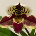 In Spike Paph. Hilo Spotter 'Pinkie’ × Paph. Hamana Aroma 'High Defintiion' HCC/AOS (3.5' pot)