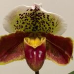 IN SPIKE Paph. Royal Eagle x Paph. Sublime Serenity (3.5' pot)