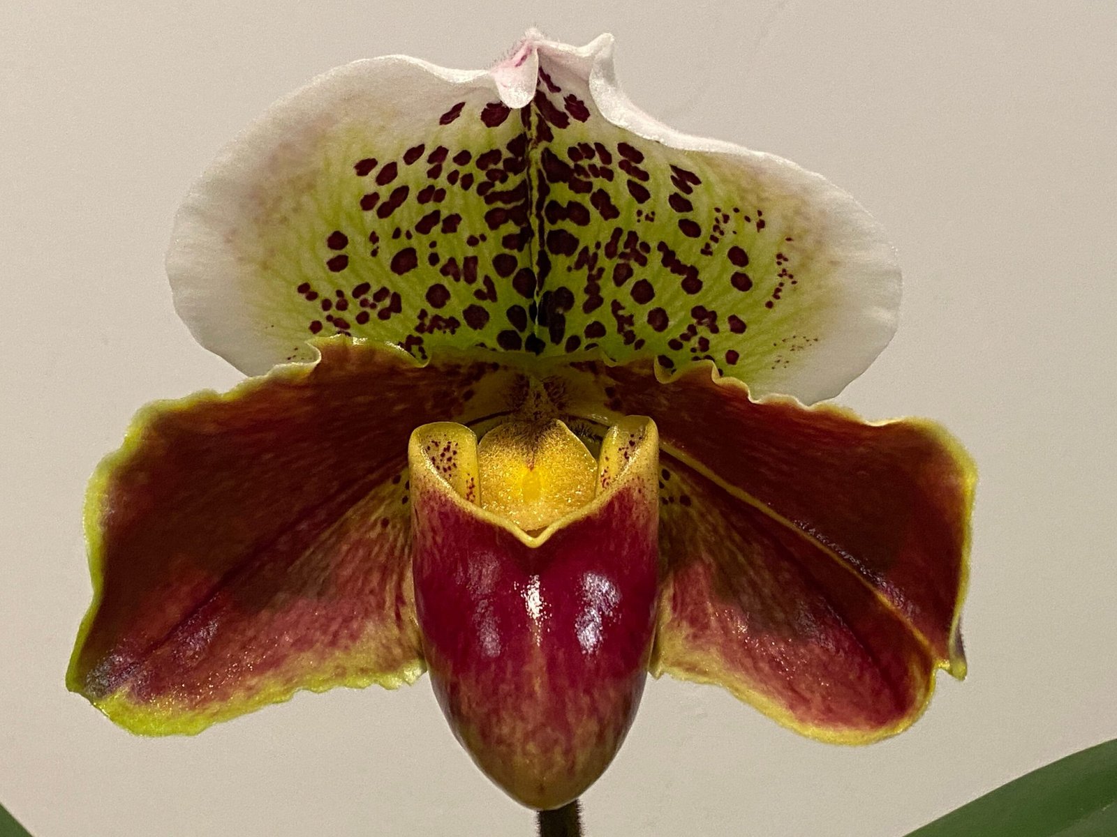 il_fullxfull.5661659845_lgh6.jpg IN SPIKE Paph. Royal Eagle x Paph. Sublime Serenity (3.5' pot) - Image 1