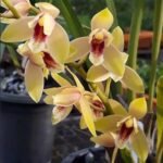 Cymbidium Elsie Blackmore 'Paradise' (mericlone) (3.5” pot)