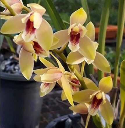 Cymbidium Elsie Blackmore 'Paradise' (mericlone) (3.5” pot)