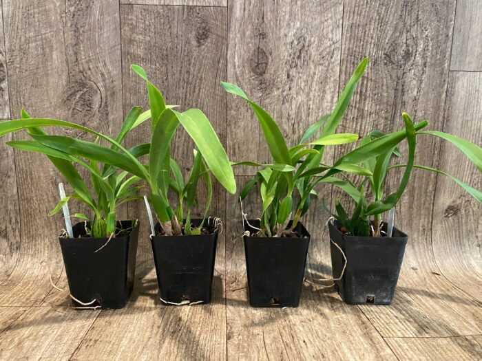 Fragrant - Prosthechea radiata (Encyclia) (3.5" pot) - Image 3