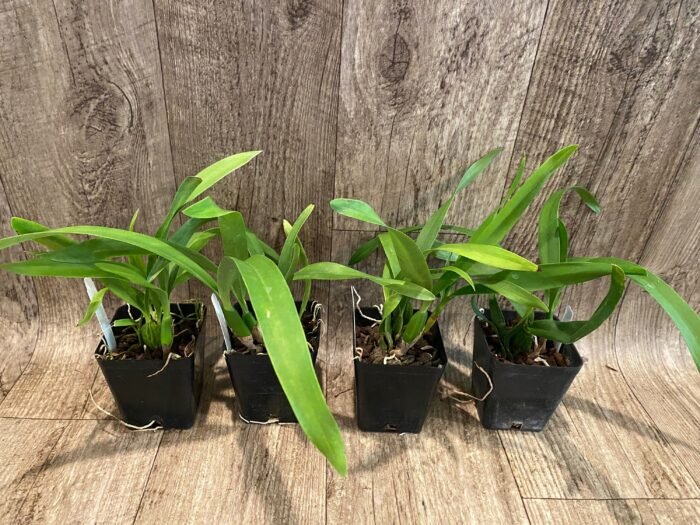 Fragrant - Prosthechea radiata (Encyclia) (3.5" pot) - Image 4