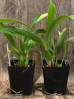 Fragrant - Prosthechea radiata (Encyclia) (3.5" pot) - Image 5
