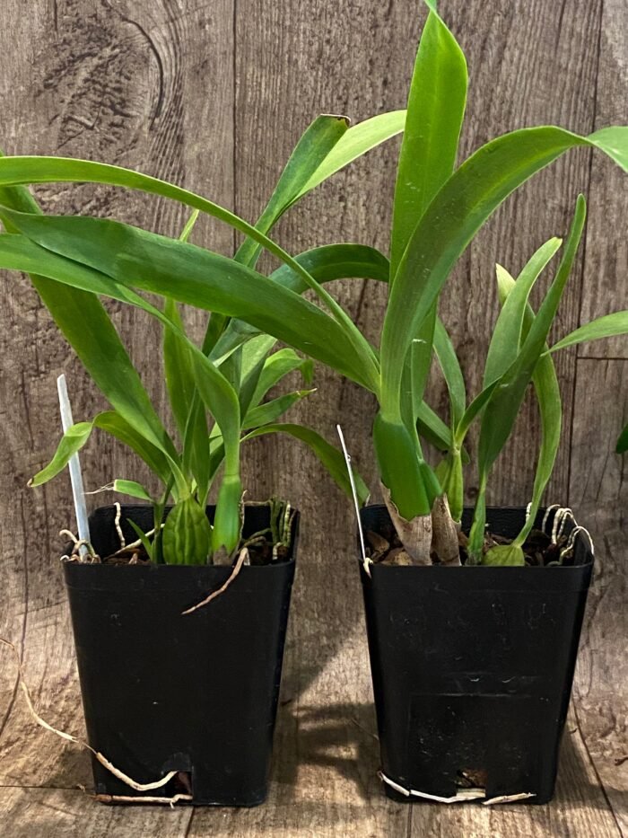 Fragrant - Prosthechea radiata (Encyclia) (3.5" pot) - Image 5