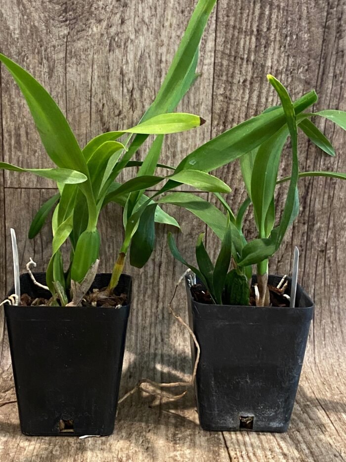 Fragrant - Prosthechea radiata (Encyclia) (3.5" pot) - Image 6