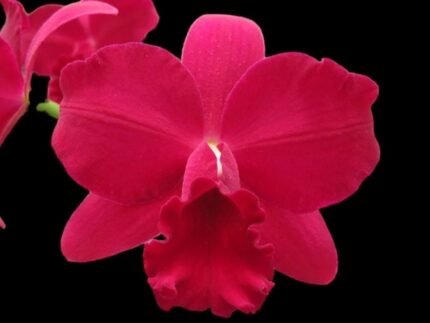Pot. Paradise Rose ‘My Valentine’ (Slc. Pink Doll x Blc. Toshie Aoki) (3.5” Pot)