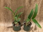 Yamadara Redland Sunset (3.5” Pot) - Image 2