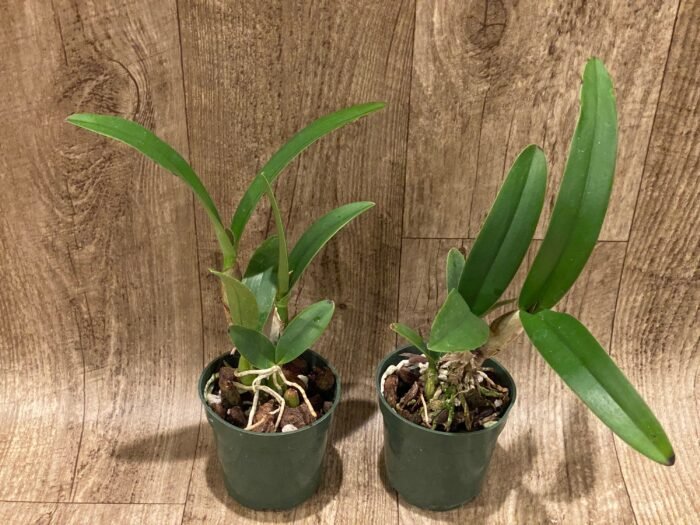 Yamadara Redland Sunset (3.5” Pot) - Image 2